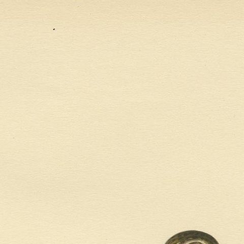 Antique Bird Print of the Broad-Billed Sandpiper, 'Male' by Von Wright '1929', close-up 1