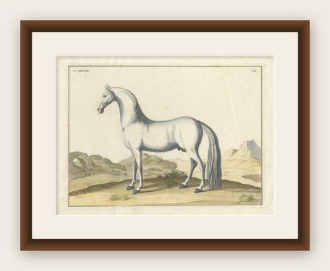 Baron Eisenberg Arabian Horse, “L’Arabe” Equestrian Engraving, 1727, shown framed