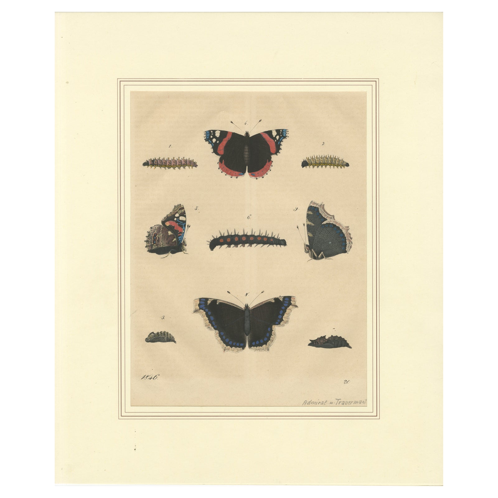 "Admiral Butterfly Lifecycle" - Hand-Colored Natural History Plate (1846)