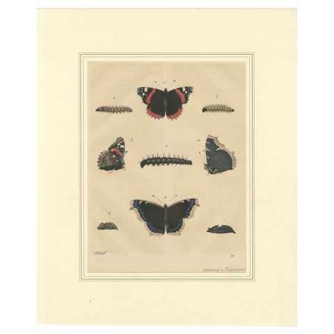 "Admiral Butterfly Lifecycle" - Hand-Colored Natural History Plate (1846)