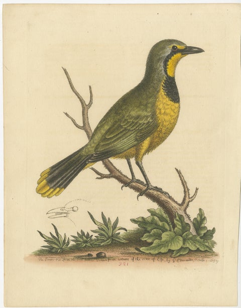 Antique Bird Print of a Green Pie from the East Indies, view 2