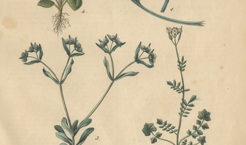 Antique Wildflower Botanical Print, Borage and Field Plants, Germany 1852, close-up 3