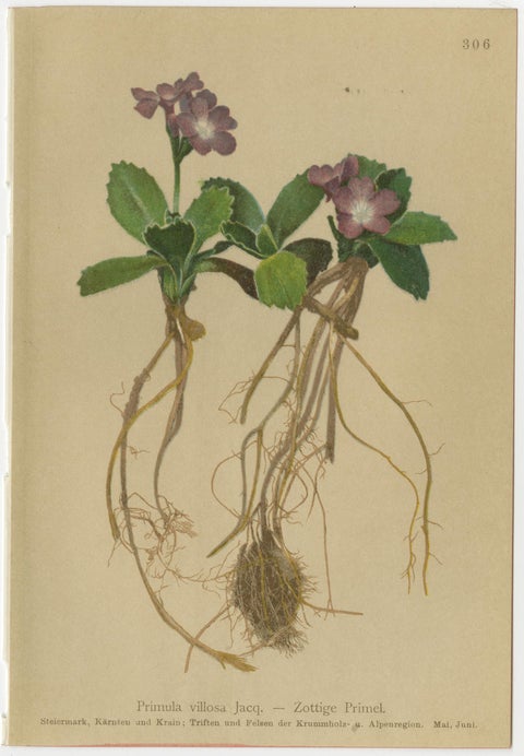 Alpine Primula Botanical Prints, Decorative Floral Set, Palla 1897, view 3