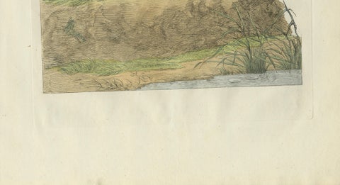 Male Eurasian Teal, Antique Dutch Bird Print by Sepp & Nozeman, 1789, close-up 6