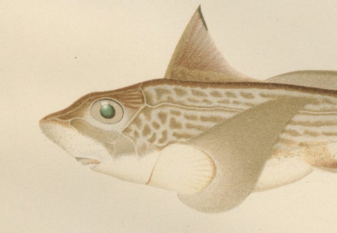 Scandinavian Sturgeon and Chimaera Lithograph from Pisces Scandinaviae Series, close-up 1