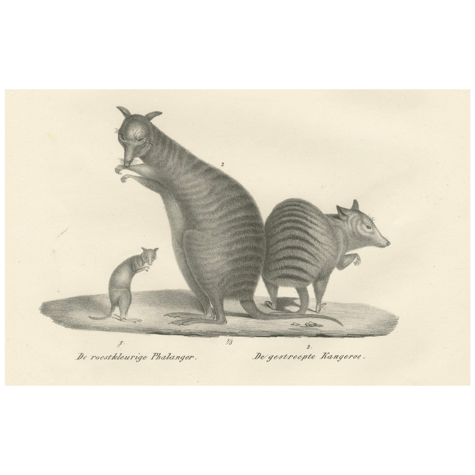 19th-Century Lithograph of a Rust-Colored Phalanger and Striped Kangaroo