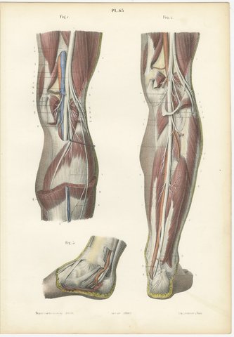 The Popliteal Region and the Calf, Antique Hirschfeld Anatomy Print, 1866, view 2