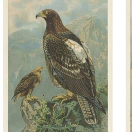 Birds of Prey, Complete Set of 10 Chromolithographs, Eagles & Falcons c1890, close-up 1