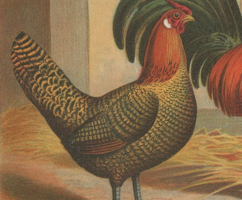 The Majestic Golden Penciled Chicken - A Rare 19th Century Poultry Lithograph, close-up 1