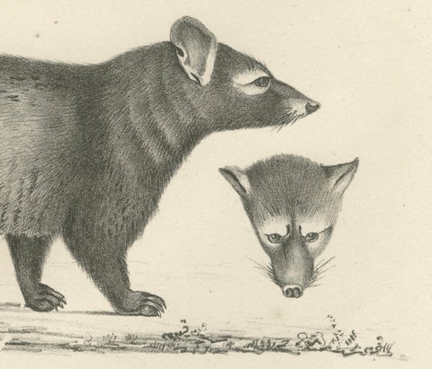 19th-Century Lithograph of Egyptian Mongoose, Dark Mongoose, and Ringtail Marten, close-up 3