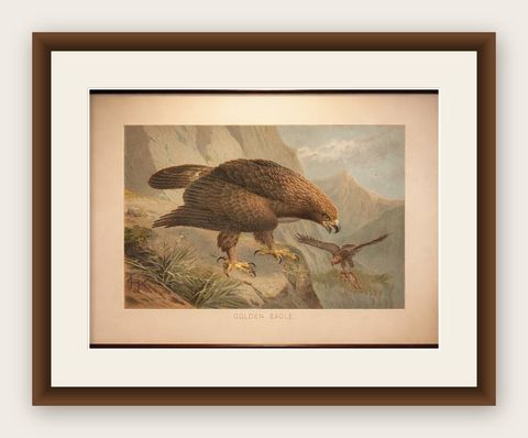 Antique Golden Eagle Bird Lithograph, Royal Natural History, 1895, shown framed