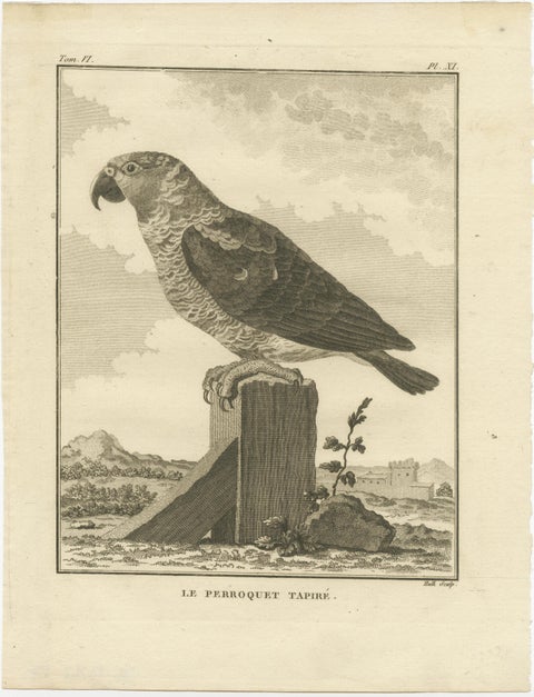 Original Antique Engraving of a Parrot Species, view 2