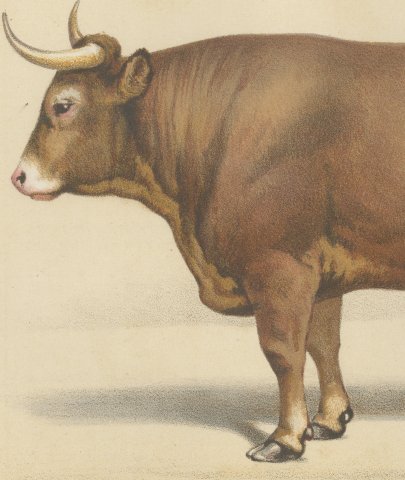 Limousin Ox, French Cattle Breed, Antique Chromolithograph by Borie, 1863, close-up 2