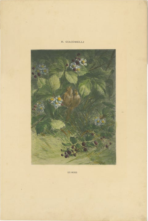 Sparrows Amidst Blackberry Bushes - Vintage Giacomelli Ornithological Print, view 2