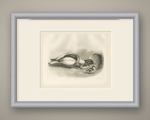 Shelduck with Two Ducklings at a Burrow after Lilian Medland, c. 1909, shown framed