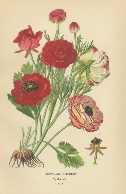 Heritage Blossoms: A Victorian Botanical Selection, 1896, close-up 3