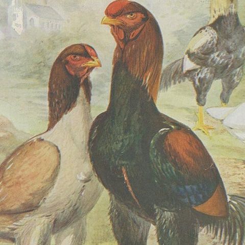 Antique Bird Print of Malay Chicken by André & Sleigh 'circa 1900', close-up 2