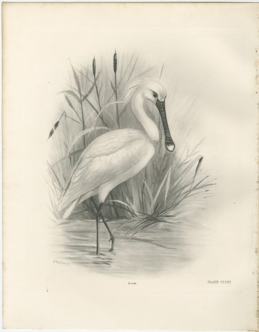 Spoonbill Wading Among Reeds and Reedmace after Lilian Medland, c. 1909, view 2