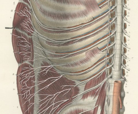 The Intercostal Nerves and Spinal Ganglia, Hirschfeld Anatomy Print, 1866, view 4