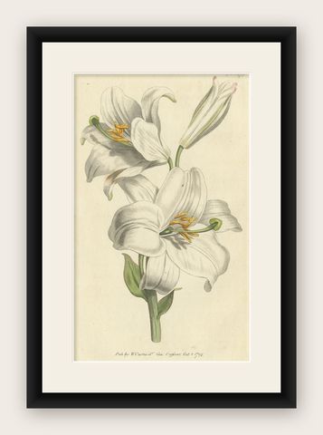 Antique Botany Print of Litium Candidum or White Lily, shown framed
