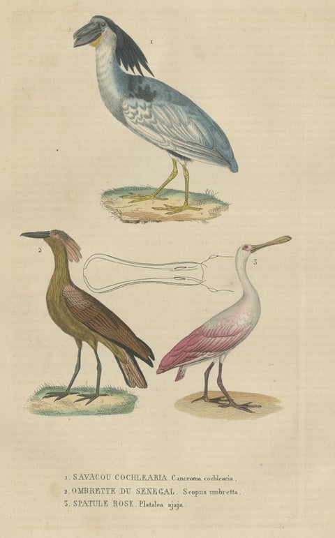 Original Hand-Colored Print of a Boatbill, Hammerhead and a Pink Spoonbill Bird, close-up 1