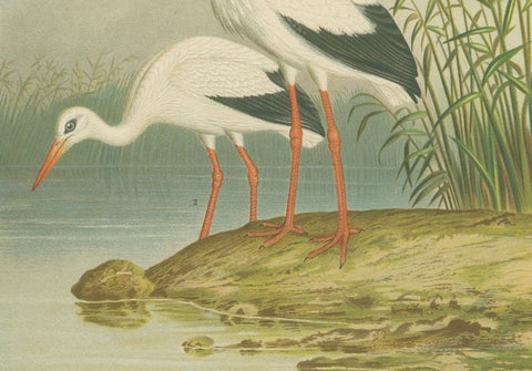 White Storks by the Water’s Edge, Elegant Antique Bird Chromolithograph c.1880, close-up 5