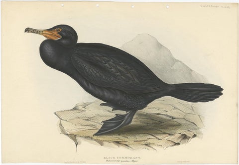 Antique Bird Print of the Great Cormorant or Black Shag, 1832, view 2