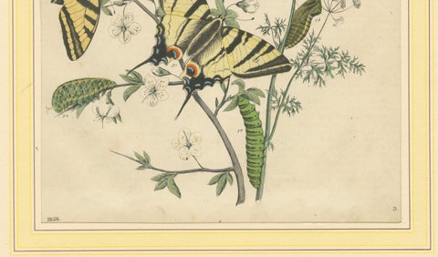 1856 Hand-Colored Lithograph of Swallowtail Butterflies and Caterpillars, close-up 4