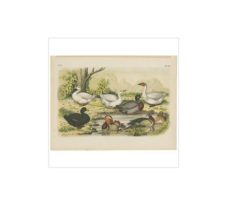 Antique Bird Print of the Mandarin Duck, Mallard and Wild Duck (1886), view 3